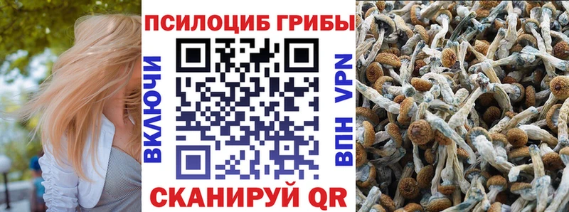 blacksprut зеркало  Долгопрудный  Галлюциногенные грибы Cubensis 